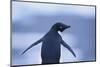 Adelie Penguin-DLILLC-Mounted Photographic Print