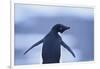 Adelie Penguin-DLILLC-Framed Photographic Print