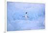 Adelie Penguin-DLILLC-Framed Photographic Print