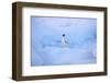 Adelie Penguin-DLILLC-Framed Photographic Print