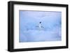 Adelie Penguin-DLILLC-Framed Photographic Print