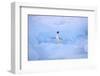 Adelie Penguin-DLILLC-Framed Photographic Print