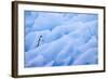 Adelie Penguin-DLILLC-Framed Photographic Print