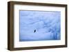 Adelie Penguin-DLILLC-Framed Photographic Print