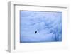 Adelie Penguin-DLILLC-Framed Photographic Print