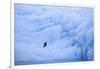 Adelie Penguin-DLILLC-Framed Photographic Print