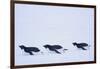 Adelie Penguin-DLILLC-Framed Photographic Print