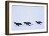 Adelie Penguin-DLILLC-Framed Photographic Print