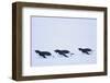 Adelie Penguin-DLILLC-Framed Photographic Print