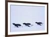 Adelie Penguin-DLILLC-Framed Photographic Print