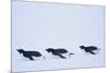 Adelie Penguin-DLILLC-Mounted Photographic Print