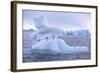 Adelie Penguin-DLILLC-Framed Photographic Print