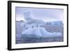 Adelie Penguin-DLILLC-Framed Photographic Print