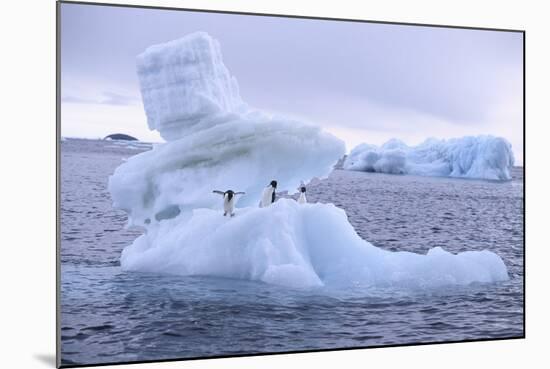 Adelie Penguin-DLILLC-Mounted Photographic Print