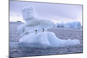 Adelie Penguin-DLILLC-Mounted Photographic Print