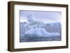 Adelie Penguin-DLILLC-Framed Photographic Print