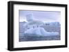 Adelie Penguin-DLILLC-Framed Photographic Print