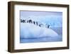 Adelie Penguin-DLILLC-Framed Photographic Print