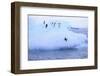 Adelie Penguin-DLILLC-Framed Photographic Print