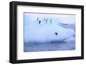 Adelie Penguin-DLILLC-Framed Photographic Print