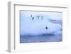 Adelie Penguin-DLILLC-Framed Photographic Print