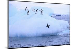 Adelie Penguin-DLILLC-Mounted Photographic Print