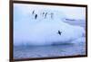 Adelie Penguin-DLILLC-Framed Photographic Print