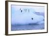 Adelie Penguin-DLILLC-Framed Photographic Print