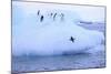 Adelie Penguin-DLILLC-Mounted Photographic Print