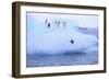 Adelie Penguin-DLILLC-Framed Photographic Print