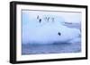 Adelie Penguin-DLILLC-Framed Photographic Print