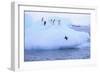 Adelie Penguin-DLILLC-Framed Photographic Print