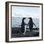 Adelie Penguin-Joe McDonald-Framed Photographic Print