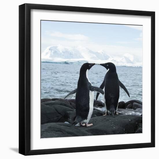 Adelie Penguin-Joe McDonald-Framed Photographic Print