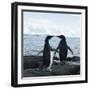 Adelie Penguin-Joe McDonald-Framed Photographic Print