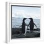 Adelie Penguin-Joe McDonald-Framed Photographic Print