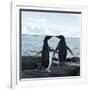 Adelie Penguin-Joe McDonald-Framed Photographic Print