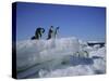 Adelie Penguins, Antarctica-Geoff Renner-Stretched Canvas