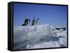 Adelie Penguins, Antarctica-Geoff Renner-Framed Stretched Canvas