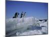 Adelie Penguins, Antarctica-Geoff Renner-Mounted Photographic Print