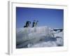 Adelie Penguins, Antarctica-Geoff Renner-Framed Photographic Print