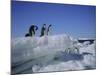 Adelie Penguins, Antarctica-Geoff Renner-Mounted Photographic Print