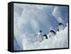 Adelie Penguins, Antarctica-Art Wolfe-Framed Stretched Canvas