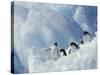 Adelie Penguins, Antarctica-Art Wolfe-Stretched Canvas