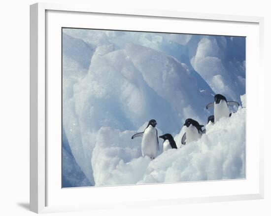 Adelie Penguins, Antarctica-Art Wolfe-Framed Photographic Print