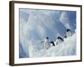 Adelie Penguins, Antarctica-Art Wolfe-Framed Photographic Print