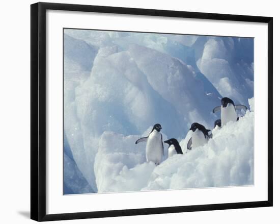 Adelie Penguins, Antarctica-Art Wolfe-Framed Photographic Print