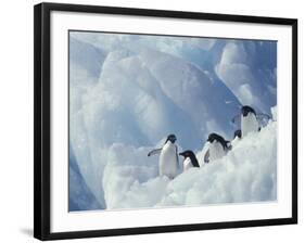 Adelie Penguins, Antarctica-Art Wolfe-Framed Photographic Print