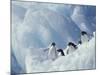 Adelie Penguins, Antarctica-Art Wolfe-Mounted Photographic Print