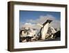 Adelie Penguins, Antarctica-Paul Souders-Framed Photographic Print